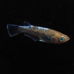 【現物】アルテミス 若魚　4匹　オス1メス3　Azumaめだか様純血統F1　1104