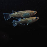 【現物】アルテミス 若魚　4匹　オス1メス3　Azumaめだか様純血統F1　1104