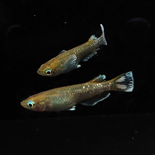 【現物】【上物】アルテミス 若魚　4匹　オス1メス3　Azumaめだか様純血統F1　1117