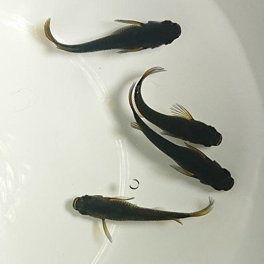【現物】【上物】サタンイエローフィン 若魚　4匹　オス1メス3　1149