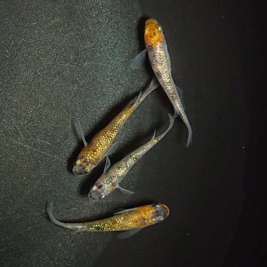 【現物】【上物】三色ラメ松井ヒレ長 若魚　2ペア　1148