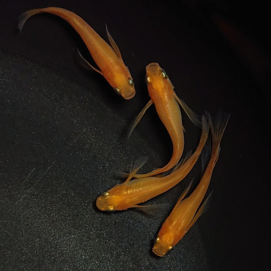 【現物】紅帝リアルロングフィン 若魚　2ペア　1168