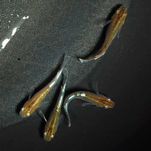 【現物】【上物】アルテミス若魚　4匹　オス1メス3　Azumaめだか様純血統F1　1175