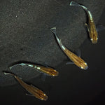 【現物】【上物】アルテミス若魚　4匹　オス1メス3　Azumaめだか様純血統F1　1175