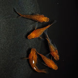 【現物】【親グレード】紅薊本だるま　5匹　オス2メス3　メス1匹ヒカリ体型　1172