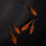 【現物】【親グレード】紅薊本だるま　5匹　オス2メス3　メス1匹ヒカリ体型　1172
