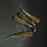 【現物】【上物】アルテミス若魚　4匹　オス1メス3　Azumaめだか様純血統F1　1178