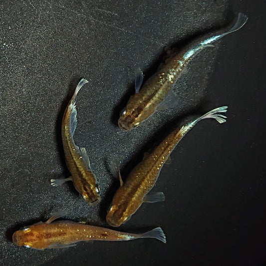 【現物】【上物】アルテミス若魚　4匹　オス1メス3　Azumaめだか様純血統F1　1189