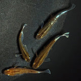 【現物】【上物】アルテミス若魚　4匹　オス1メス3　Azumaめだか様純血統F1　1189