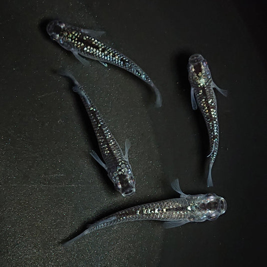 【現物】【レア個体】【上物】ブラックダイヤ上見強ラメ　西郷めだか様純血統 F4　2ペア　1185