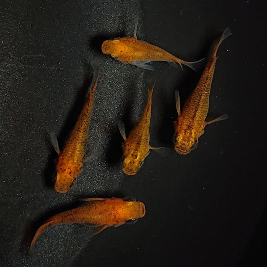 【現物】紅薊だるま　5匹　オス2メス3　1193