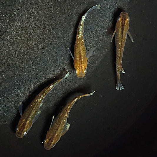 【現物】【上物】アルテミス若魚　4匹　オス1メス3　Azumaめだか様純血統F1　　1195