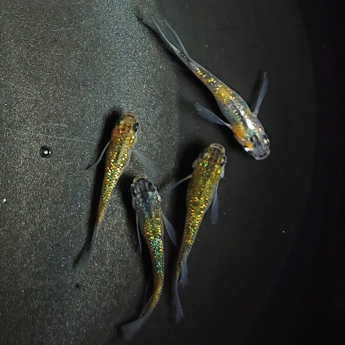 【現物】サボラメリアルロングフィン　若魚　4匹　オス3メス1　　1196