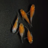 【現物】【上物】紅白本だるま　5匹　オス3メス2　1199