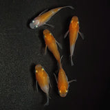 【現物】【上物】紅白本だるま　5匹　オス3メス2　1199