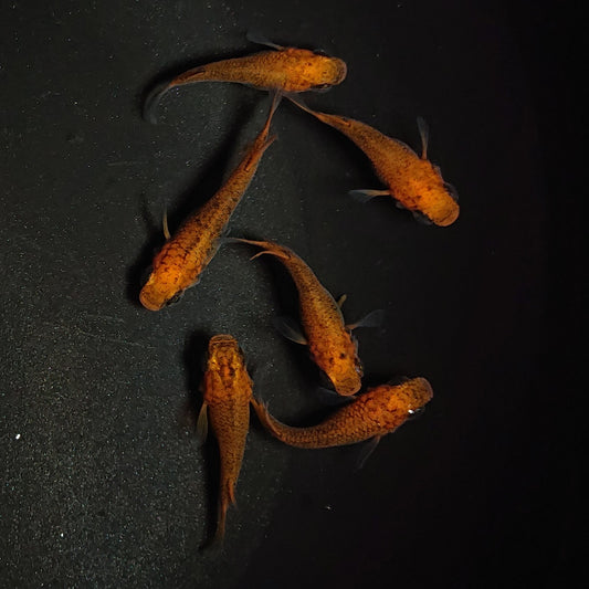 【現物】紅薊だるま　6匹　オス2メス4　1211