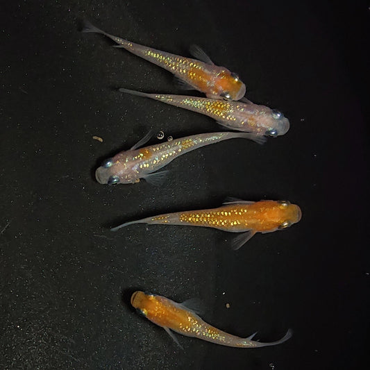 【現物】王華　5匹　オス3メス2　1220
