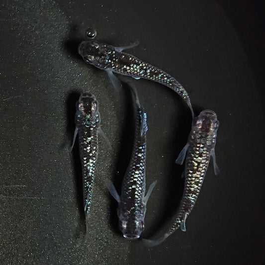 【現物】【レア個体】【上物】ブラックダイヤ上見強ラメ　西郷めだか様純血統 F4　4匹　オス1メス3　1216