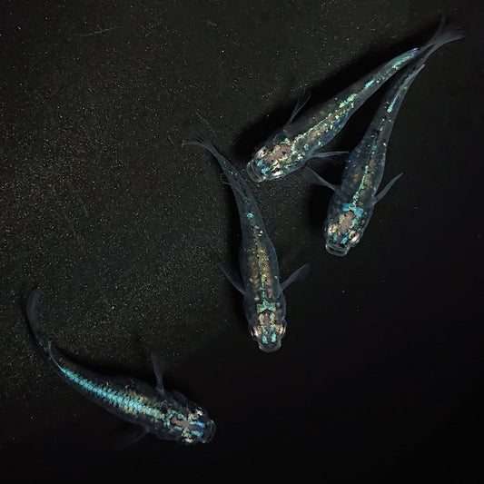 【現物】【NEW】【上物】鯖の極みホログラム系　鯖の極み×清流きりゅう体外光F9　2ペア　1218