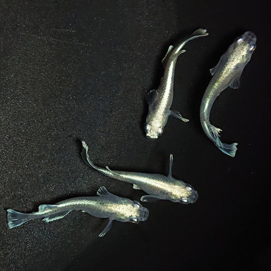 【現物】【上物】グランブルー若魚　2ペア　Azumaめだか様純血統F4　1226