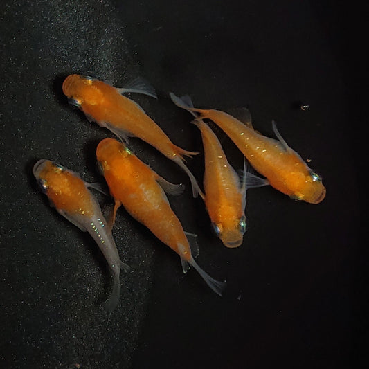 【現物】紅白だるま 赤勝ち　5匹　オス2メス3　1262