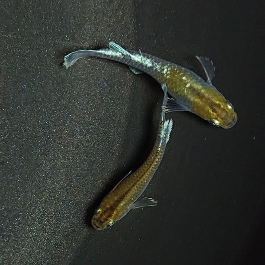 【現物】【上物】アルテミス 若魚　ペア　1261