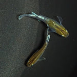 【現物】【上物】アルテミス 若魚　ペア　1261