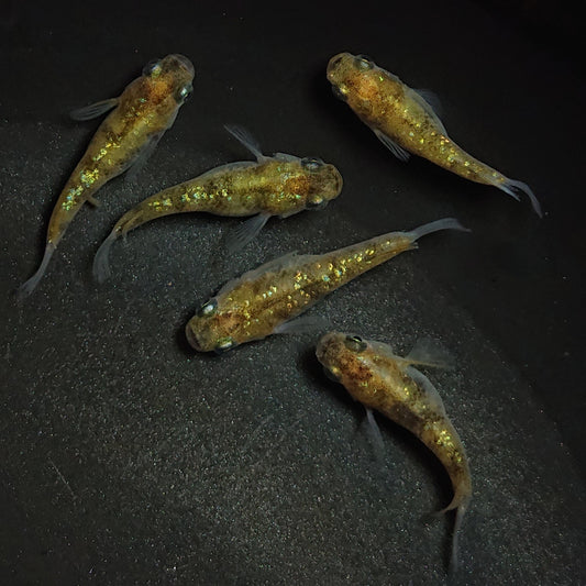 【現物】黄金三色ラメだるま　5匹　オス2メス3　1264