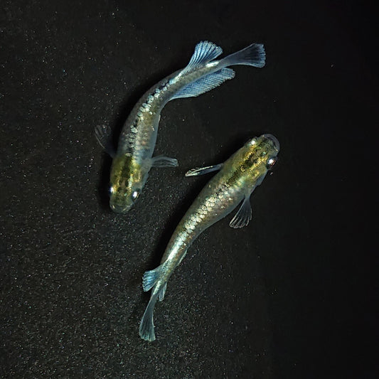 【現物】【NEW】【親グレード】エメキン（マリアージュキッシングワイドフィン エメラルドフィンタイプ） 若魚　ペア　1258
