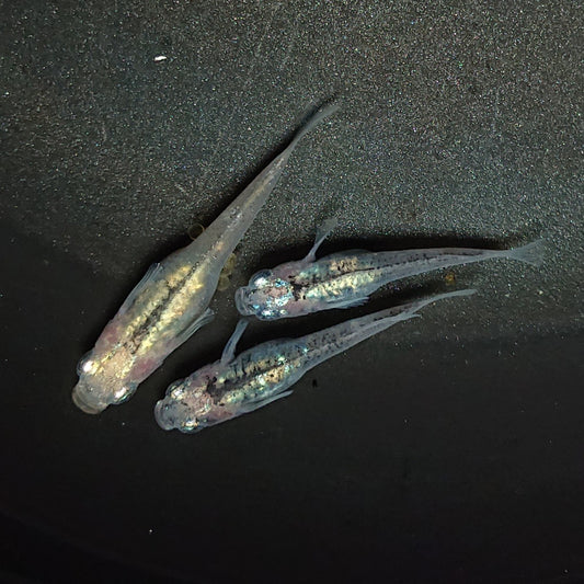 【現物】【NEW】【上物】鯖の微笑み 若魚　3匹　オス1メス2　1259