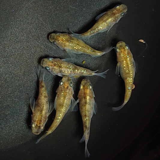 【現物】黄金三色ラメだるま　7匹　オス2メス5　1267