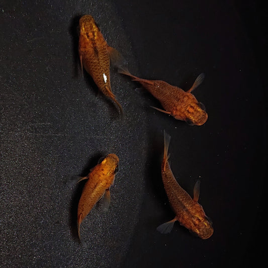 【現物】紅薊本だるま　4匹　オス1メス3　1268