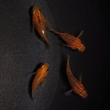 【現物】紅薊本だるま　4匹　オス1メス3　1268