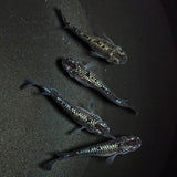 【現物】【次回未定】【極上親グレード】ブラックダイヤ上見強ラメ　天真めだか様純血統 F3　4匹　オス3メス1　1264