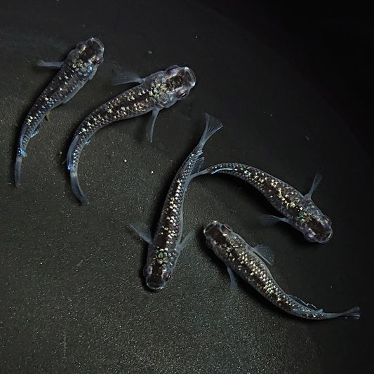 【現物】【上物】ブラックダイヤ上見強ラメ　西郷めだか様純血統 F4　5匹　オス4メス1　1272
