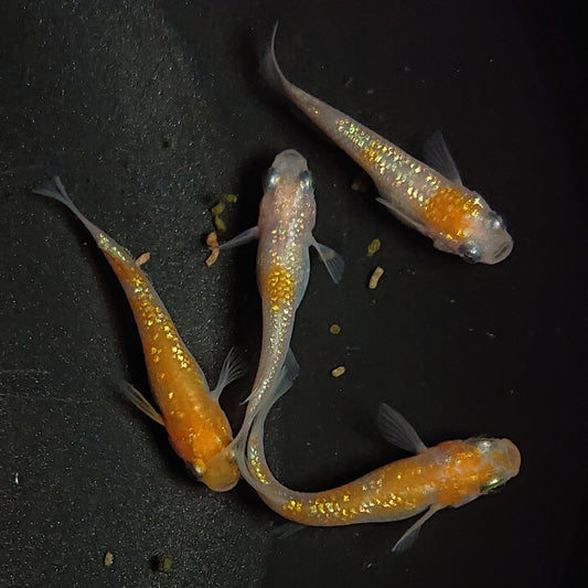 【現物】王華　4匹　オス3メス1　1276