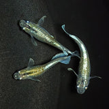 【現物】エメキン（マリアージュキッシングワイドフィン エメラルドフィンタイプ） 若魚　3匹　オス1メス2　1271