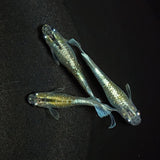 【現物】エメキン（マリアージュキッシングワイドフィン エメラルドフィンタイプ） 若魚　3匹　オス1メス2　1271