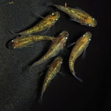 【現物】黄金三色ラメだるま　6匹　オス2メス4　1282