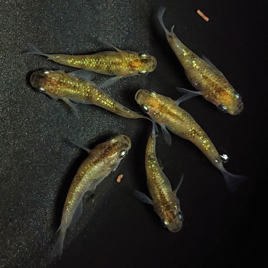 【現物】黄金三色ラメだるま　6匹　オス2メス4　1282