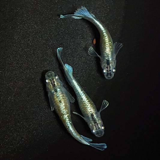 【現物】【上物】エメキン（マリアージュキッシングワイドフィン エメラルドフィンタイプ） 若魚　3匹　オス1メス2　1278