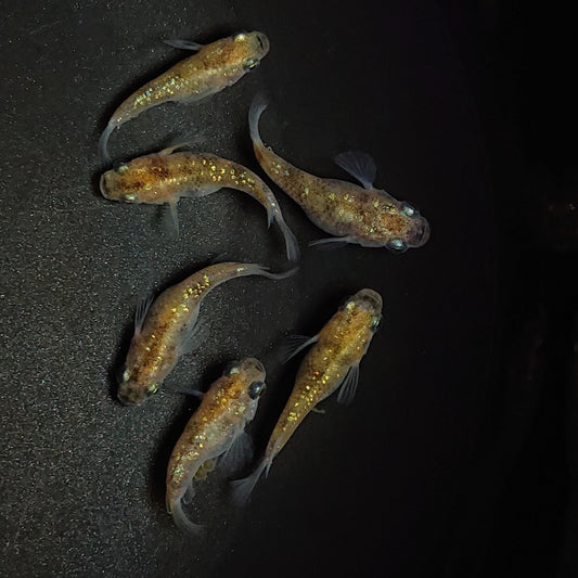 【現物】黄金三色ラメだるま　3ペア　1289