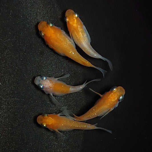 【現物】紅白だるま　5匹　オス2メス3　1290