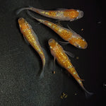 【現物】王華　2ペア　1287