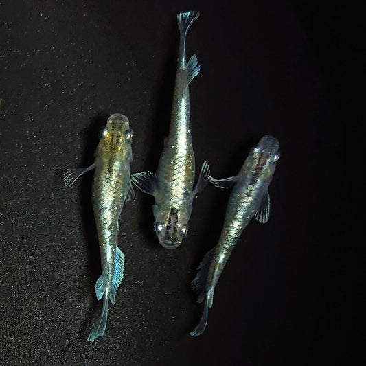 【現物】【上物】エメキン（マリアージュキッシングワイドフィン エメラルドフィンタイプ） 若魚　3匹　オス1メス2　1286
