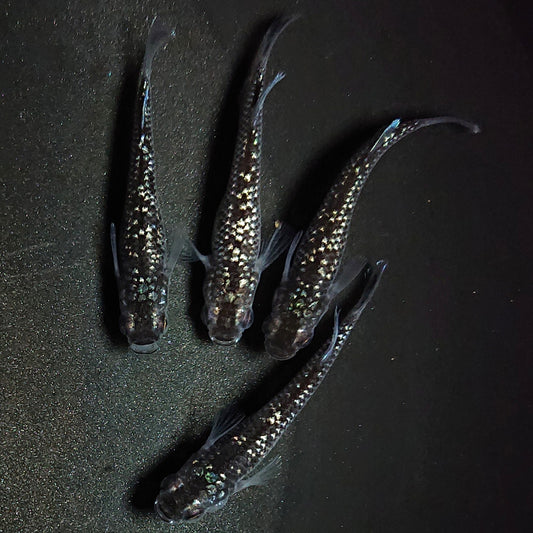 【現物】【上物】ブラックダイヤ上見強ラメ　西郷めだか様純血統 F4　2ペア　1283
