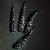 【現物】【上物】ブラックダイヤ上見強ラメ　西郷めだか様純血統 F4　2ペア　1283