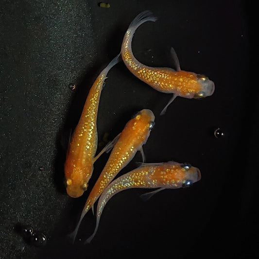 【現物】王華　2ペア　1298