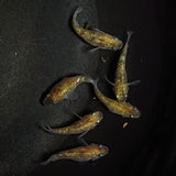 【現物】黄金三色ラメだるま　6匹　オス2メス4　1297
