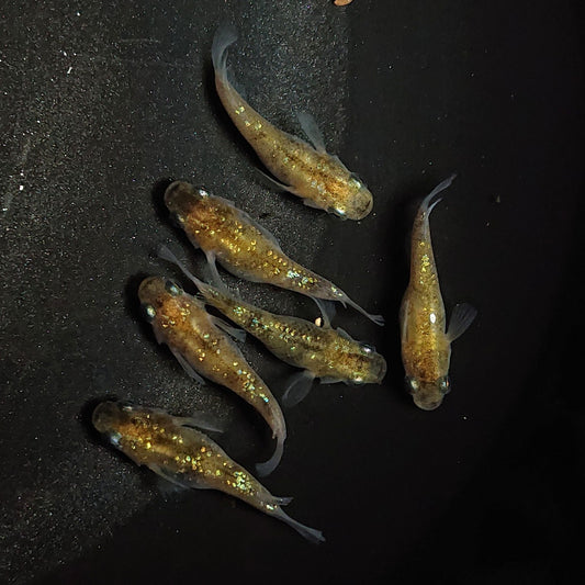 【現物】黄金三色ラメだるま　6匹　オス2メス4　1297